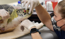 The Brevard Zoo Sea Turtle Healing Center has taken in several sea turtles who have mysteriously washed ashore the last couple of days.
