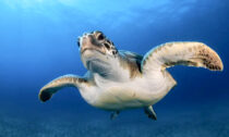 Green sea turtles are one of several marine animals that swim in mysterious circles