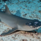 Malaysia's reef sharks stricken with mystery skin disease