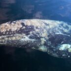 A gray whale swam halfway across the world, setting a new record
