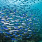 Studies Show Powerful Benefits of Fully Protected Ocean Areas