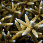 No northern escape route for Florida's coral reefs