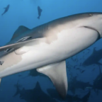 Most Coral Reef Sharks And Rays May Be At Risk Of Extinction