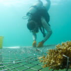 China to Increase Protection of Marine Habitats