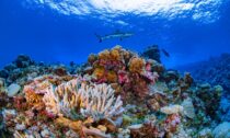 Ailinginae Atoll in the Marshall Islands. (photo by Greg Asner; courtesy of Allen Coral Atlas)