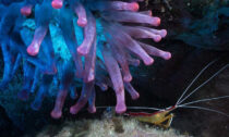 Giant anemone (Telmatactis cricoides) with white-striped cleaner shrimp in newly expanded Selvagens marine reserve