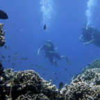 Scuba divers swim past fish along a coral reef off the west coast of Zanzibar island, Tanzania