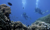 Scuba divers swim past fish along a coral reef off the west coast of Zanzibar island, Tanzania