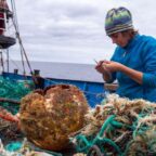 Pacific Ocean garbage patch is immense plastic habitat