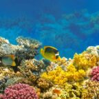 Builders Vision and Bloomberg invest $18m for coral reefs