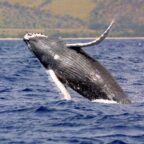 Humpback whale numbers up around the UK