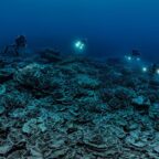 Giant pristine coral reef discovered off Tahiti