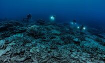 Specialist underwater photographer Alexis Rosenfeld described seeing the giant reef as "magical"