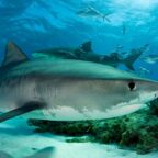 Climate change alters tiger shark migration routes