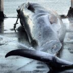 Whaling in Iceland Could be Banned in 2 Years