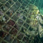 Bottom trawling triples in key marine protected area despite Brexit promise