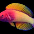 Stunning deepwater rose-veiled fairy wrasse confirmed as new species