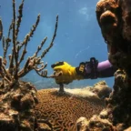 Highly contagious marine epidemic rips through Caribbean’s coral reefs