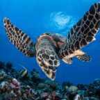 A new app aims to help save critically endangered sea turtles