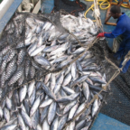 EU Vessels Linked to Illegal Fishing in the Indian Ocean