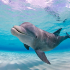 Dolphin reef playgrounds at risk from climate change