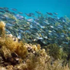 Scientists create guidelines to help conserve Caribbean coral reefs
