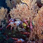 New Canada Refuge Protects Deep-Water Corals