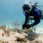Scientists Race to Restore Florida’s Nearly Extinct Reefs