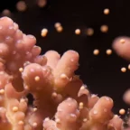 Scientists can now train coral to spawn on demand