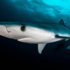 Sharks get new trade protections