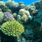Investigation reveals Egypt’s 'super coral' at risk