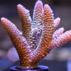 Australia aims to be Noah’s ark for corals 