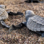 Good News for Olive Ridley Turtles