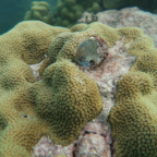 Surprising discovery could help reefs survive climate change
