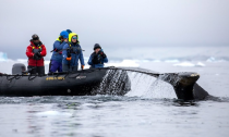 Scientists aboard an inflatable use crossbows to study whales