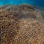 underwater view of largest underwater living organism