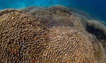 underwater view of largest underwater living organism