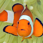 clownfish in anemone.