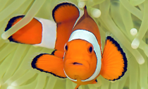 clownfish in anemone.